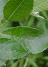 Einzelbild 2 Grossblättrige Weide - Salix appendiculata