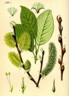 Einzelbild 1 Sal-Weide - Salix caprea