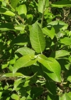 Einzelbild 3 Sal-Weide - Salix caprea