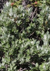 Einzelbild 3 Schweizer Weide - Salix helvetica