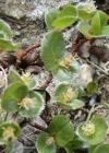 Einzelbild 2 Kraut-Weide - Salix herbacea