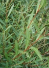 Einzelbild 3 Purpur-Weide - Salix purpurea