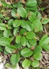 Einzelbild 2 Netz-Weide - Salix reticulata