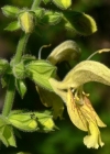 Einzelbild 4 Klebrige Salbei - Salvia glutinosa