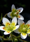 Einzelbild 3 Rauer Steinbrech - Saxifraga aspera