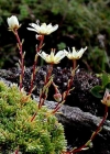 Einzelbild 2 Moosartiger Steinbrech - Saxifraga bryoides