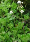 Einzelbild 3 Keilblättriger Steinbrech - Saxifraga cuneifolia