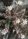 Einzelbild 1 Dickblättriger Mauerpfeffer - Sedum dasyphyllum