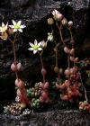 Einzelbild 4 Dickblättriger Mauerpfeffer - Sedum dasyphyllum
