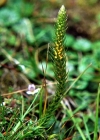 Einzelbild 1 Dorniger Moosfarn - Selaginella selaginoides
