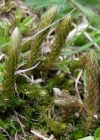 Einzelbild 3 Dorniger Moosfarn - Selaginella selaginoides