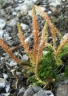 Einzelbild 4 Dorniger Moosfarn - Selaginella selaginoides