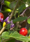 Einzelbild 4 Bittersüsser Nachtschatten - Solanum dulcamara