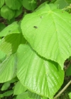 Einzelbild 4 Sommer-Linde - Tilia platyphyllos