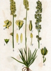 Einzelbild 4 Kelch-Simsenlilie - Tofieldia calyculata
