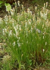 Einzelbild 3 Alpen-Haarbinse - Trichophorum alpinum