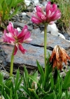 Einzelbild 3 Alpen-Klee - Trifolium alpinum