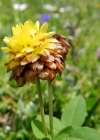 Einzelbild 1 Braun-Klee - Trifolium badium