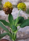 Einzelbild 4 Braun-Klee - Trifolium badium