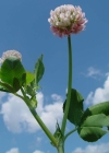 Einzelbild 1 Bastard-Klee - Trifolium hybridum