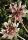 Einzelbild 4 Bleicher Klee - Trifolium pallescens