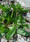 Einzelbild 4 Echter Ackersalat - Valerianella locusta