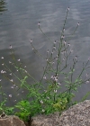 Einzelbild 4 Eisenkraut - Verbena officinalis