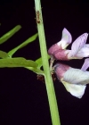 Einzelbild 2 Zaun-Wicke - Vicia sepium