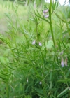 Einzelbild 4 Viersamige Wicke - Vicia tetrasperma