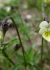 Einzelbild 1 Acker-Stiefmütterchen - Viola arvensis