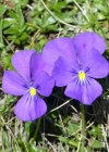 Einzelbild 2 Langsporniges Stiefmütterchen - Viola calcarata