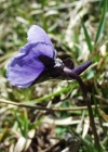 Einzelbild 4 Langsporniges Stiefmütterchen - Viola calcarata