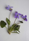 Einzelbild 4 Behaartes Veilchen - Viola hirta