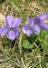 Einzelbild 2 Behaartes Veilchen - Viola hirta