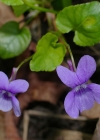 Einzelbild 3 Wald-Veilchen - Viola reichenbachiana