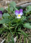 Einzelbild 4 Gewöhnliches Feld-Stiefmütterchen - Viola tricolor