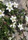 Einzelbild 4 Zweiblütiges Sandkraut - Arenaria biflora