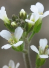 Einzelbild 4 Schotenkresse - Arabidopsis thaliana
