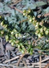 Einzelbild 4 Feld-Beifuss - Artemisia campestris