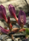 Einzelbild 3 Französischer Tragant - Astragalus monspessulanus