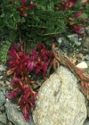 Einzelbild 4 Französischer Tragant - Astragalus monspessulanus