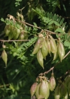 Einzelbild 4 Alpenlinse - Astragalus penduliflorus
