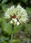 Einzelbild 4 Allermannsharnisch - Allium victorialis