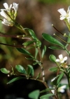 Einzelbild 3 Resedablättriges Schaumkraut - Cardamine resedifolia
