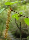 Einzelbild 3 Moor-Birke - Betula pubescens