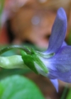 Einzelbild 3 Hain-Veilchen - Viola riviniana