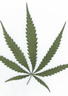 Einzelbild 1 Hanf - Cannabis sativa