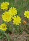 Einzelbild 4 Löwenzahnblättriger Blasen-Pippau - Crepis vesicaria subsp. taraxacifolia
