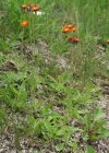 Einzelbild 2 Orangerotes Habichtskraut - Hieracium aurantiacum
