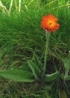 Einzelbild 4 Orangerotes Habichtskraut - Hieracium aurantiacum